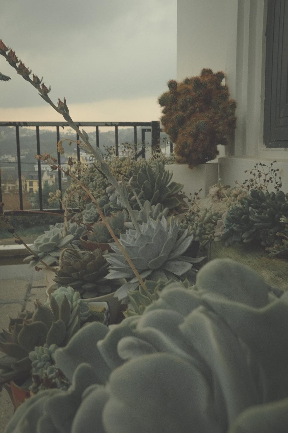 M.A.P HOME — Đà Lạt 3/24